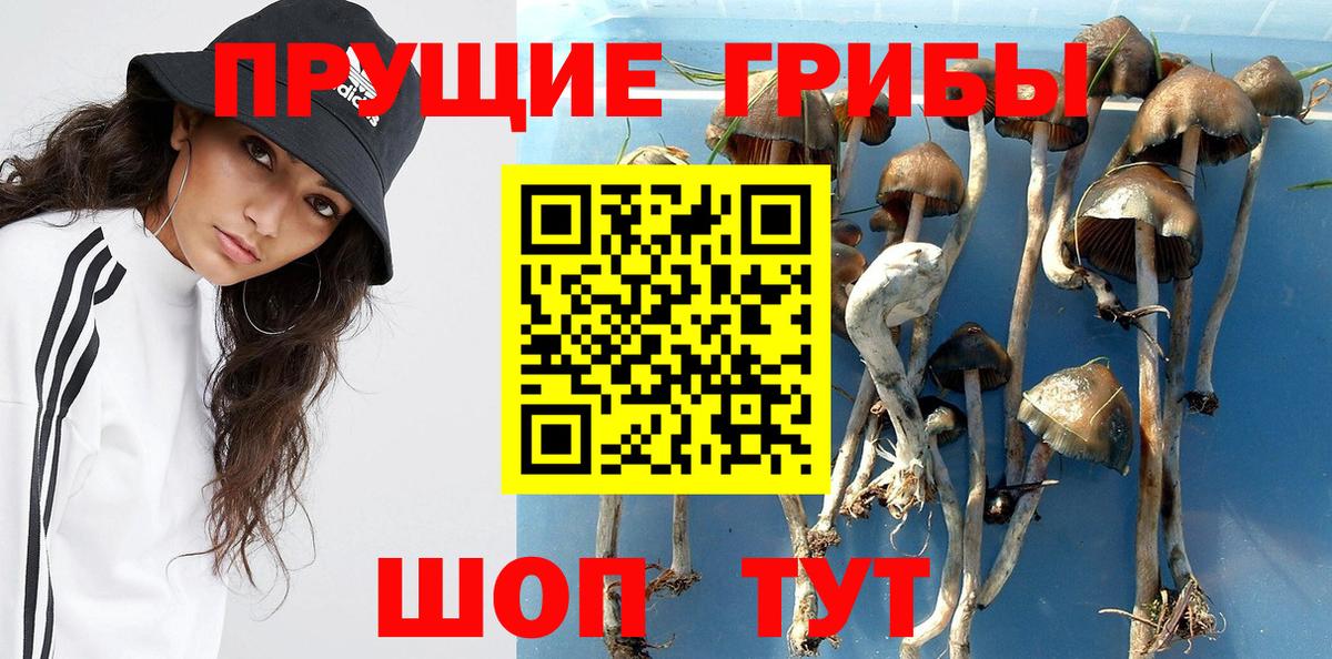 дарнет шоп  Псилоцибиновые грибы Psilocybine cubensis  Псилоцибиновые грибы MAGIC MUSHROOMS  Вход с VPN  Кингисепп 