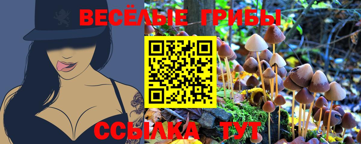 Галлюциногенные грибы Psilocybine cubensis Кингисепп